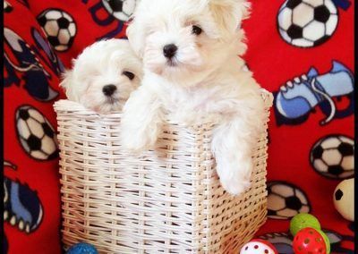 Oliver y Benji De La Xana Astur