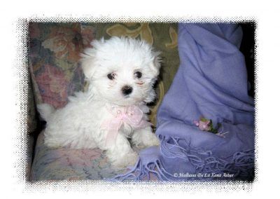 Ivory De La Xana Astur