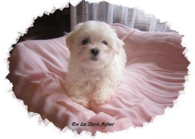 Brenda De La Xana Astur