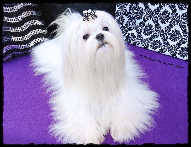 Bichón Maltés línea americana - Diamond Gemeni Turbulence propiedad de La Xana Astur