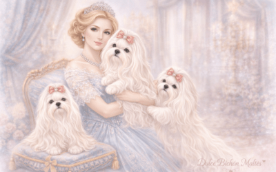 Historia del Bichón Maltés