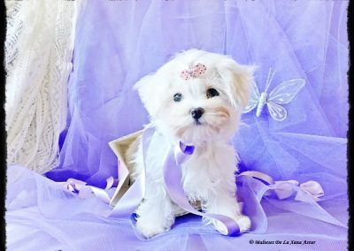 Princesa Noa De La Xana Astur