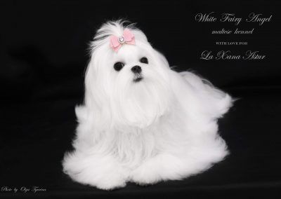 White Fairy Angel Love's Aura (Aura)
