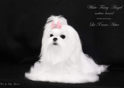 White Fairy Angel Love's Aura (Aura)