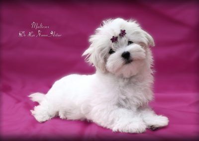 Sugar De La Xana Astur