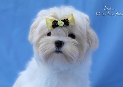 Sir Lancelot De La Xana Astur