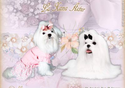 Bichón Maltes De La Xana Astur
