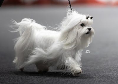 Bichón Maltés - Yedra De La Xana Astur
