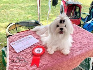 Lucus Augusti Winner Yedra De La Xana Astur