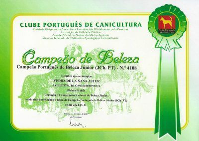 Campeón Portugués de Belleza Junior - Yedra De la Xana Astur