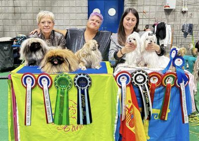 Dog Show Gibraltar 2024 - Maltese - Bichón Maltés