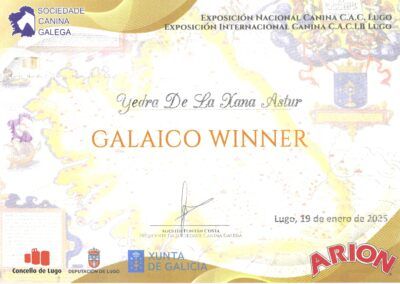 Galaico_Winner_Yedra