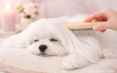 Cepillado de mantenimiento del Bichón Maltés
