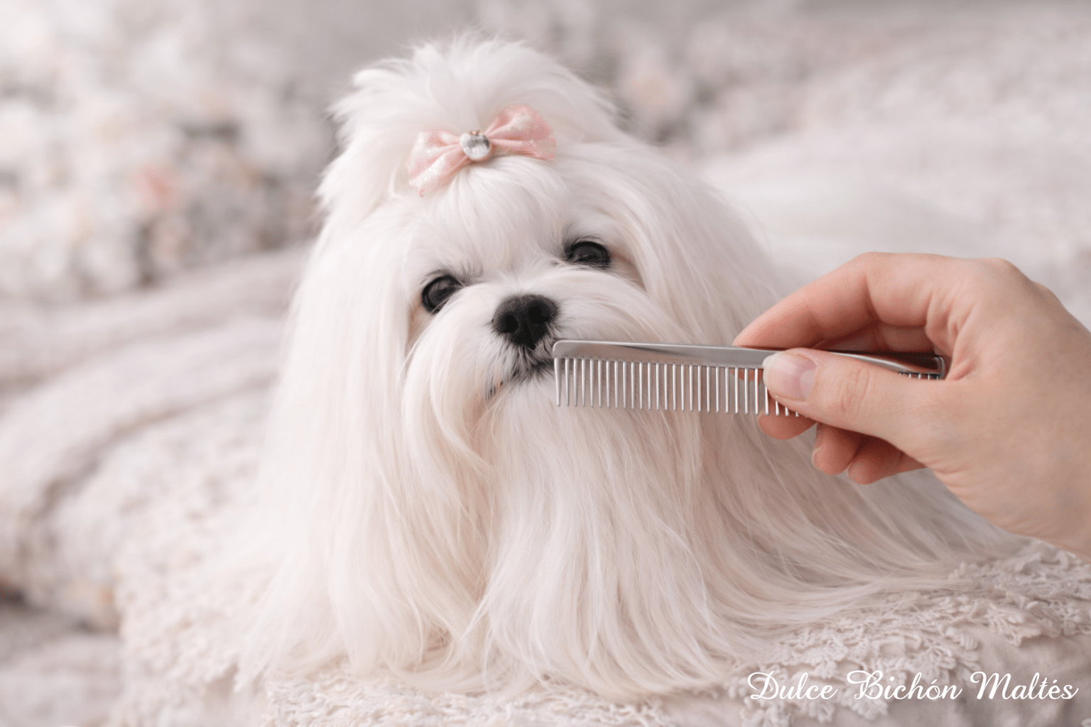 Bichón Maltés sesión de peinado