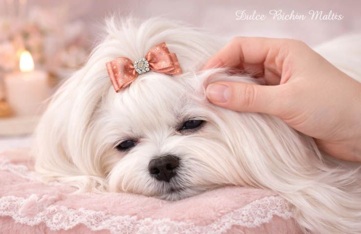 Bichón Maltés limpieza oidos