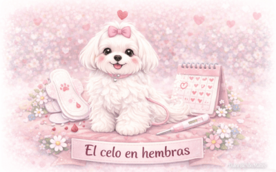El celo en las perras: guía completa para entenderlo en tu Bichón Maltés 🐾