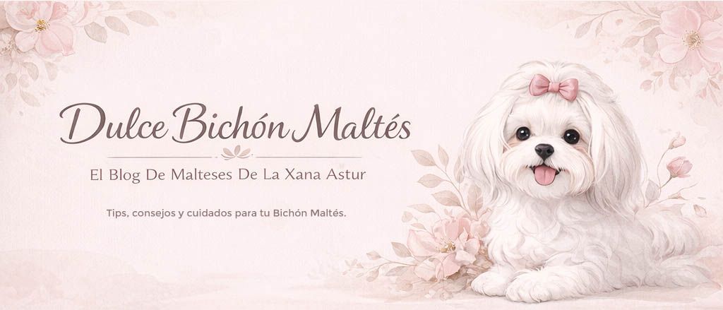 dulce-bichon-maltes-cabb